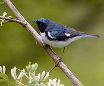 Close-up of bird perching on leaf