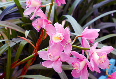 Close-up of pink flowers