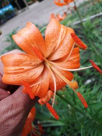 Close-up of hand holding orange flower