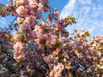 Low angle view of cherry blossom