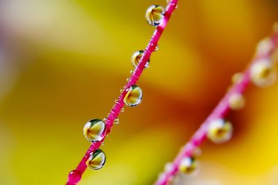 Close-up of water drops on flower