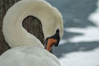 Close-up of swan