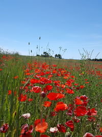 Poppies blooming on field against sky