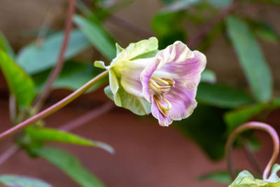 Close-up of pink flowering plant