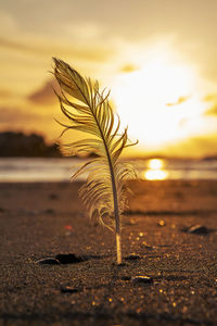 Close-up of feather on beach during sunset