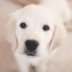 Close-up portrait of dog