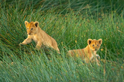 Two lion cubs lie in long grass