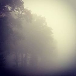 Trees in foggy weather