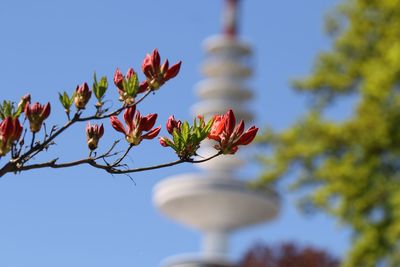 Low angle view of flowering plant against blue sky