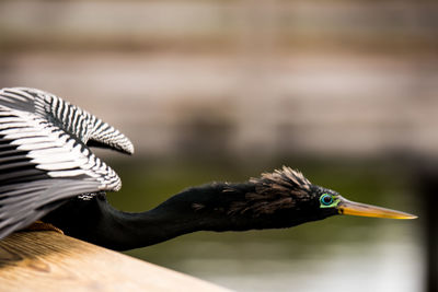 Close-up of bird flying