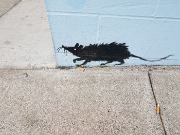 High angle view of cat on footpath