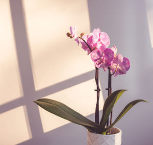 Close-up of pink flowering plant in vase