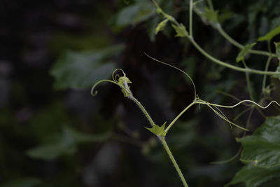 Close-up of green plant