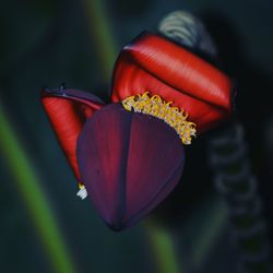 Close-up of red rose flower