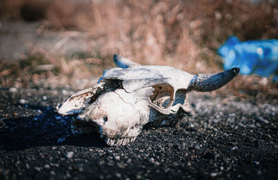 Close-up of animal skull on land