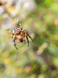 Close-up of spider on web