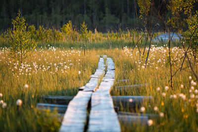 Wooden footbridge through flowering field