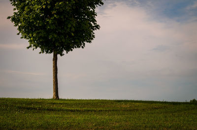 Tree on field against sky during sunset