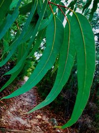 High angle view of plant growing on field