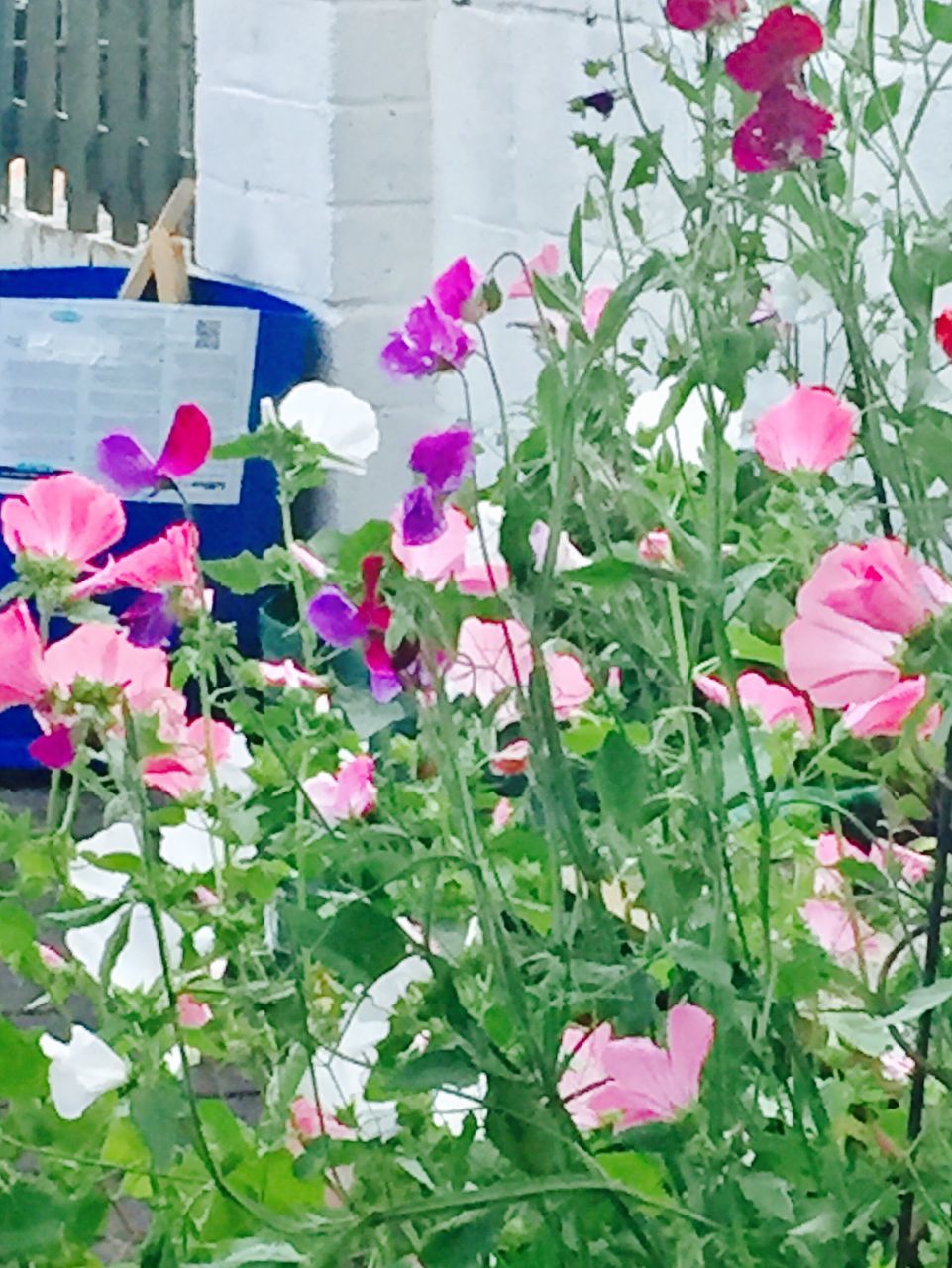 flower, growth, plant, fragility, petal, nature, blooming, no people, freshness, leaf, beauty in nature, day, outdoors, green color, flower head, pink color, petunia, close-up, periwinkle, architecture