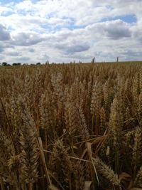 Wheat field against sky