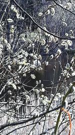 Full frame shot of bare tree during winter