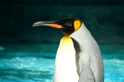 Close-up of bird against water
