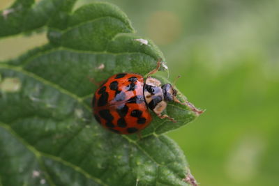 Close-up of ladybug on leaf