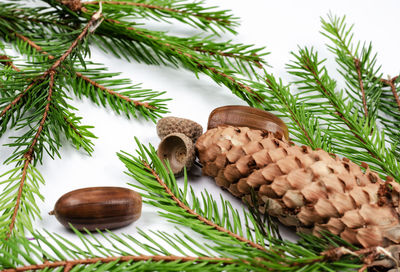 Close-up of pine cones on leaves