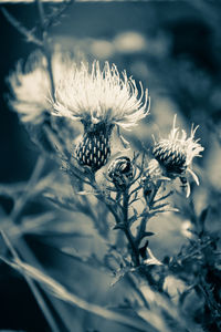 Close-up of wilted flower against blurred background