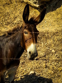 Close up of goat on field