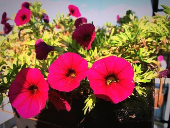 Close-up of pink flowers