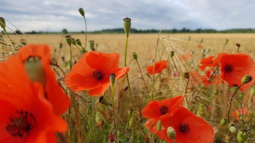 Close-up of red poppy flowers in field