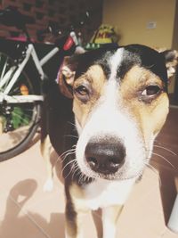 Close-up portrait of dog