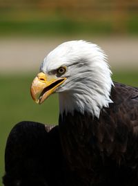 Close-up of eagle