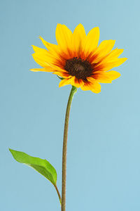 Close-up of sunflower against sky