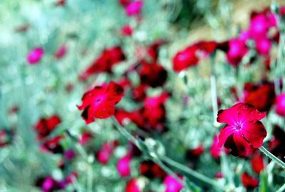 Close-up of red flowers