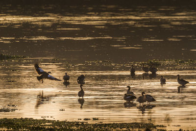 Birds swimming in lake