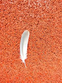 High angle view of umbrella on ground