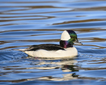 Close-up of duck swimming in lake