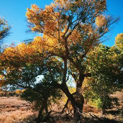 Low angle view of trees against clear sky