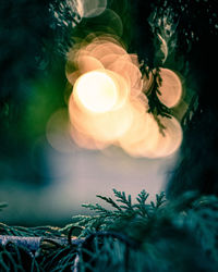 Close-up of illuminated christmas tree