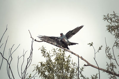 Low angle view of bird flying against the sky