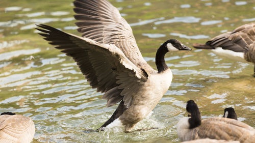 Flock of birds flying over lake