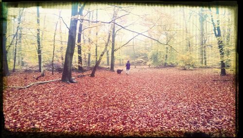 Bare trees in park