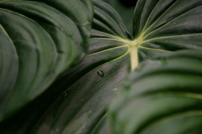 Close-up of fresh green leaves, philodendron dean mcdowell leaf background 