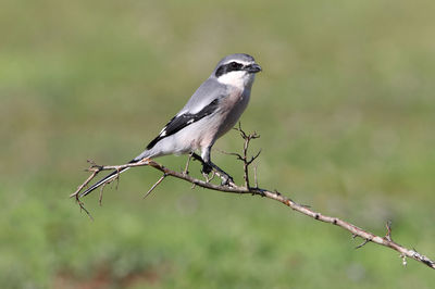 Close-up of bird perching on branch