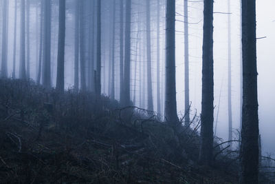 Trees in forest