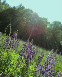 Close-up of purple flowers on field