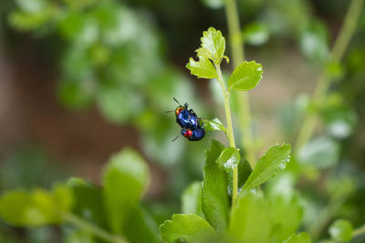 Small blue insects are breeding.